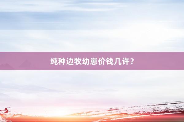 纯种边牧幼崽价钱几许？